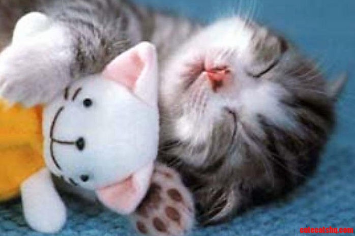 Cute Cat