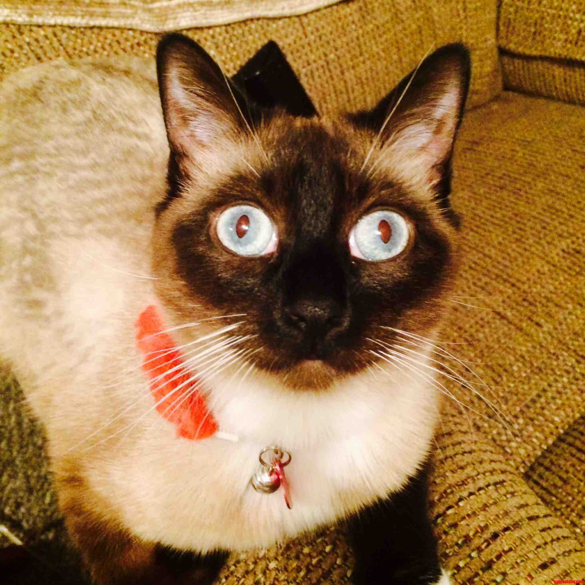 Derp... but Such Pretty Blue Eyes