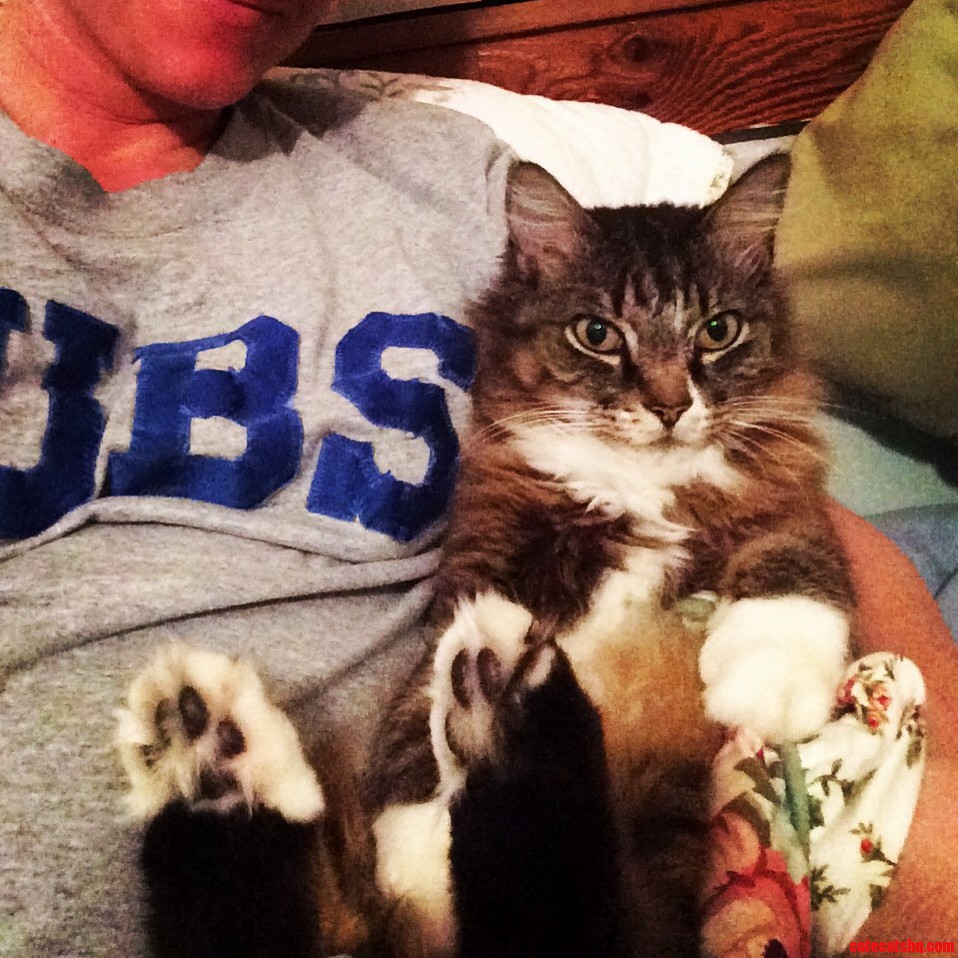 Do I Have a Maine Coon or a Rabbit