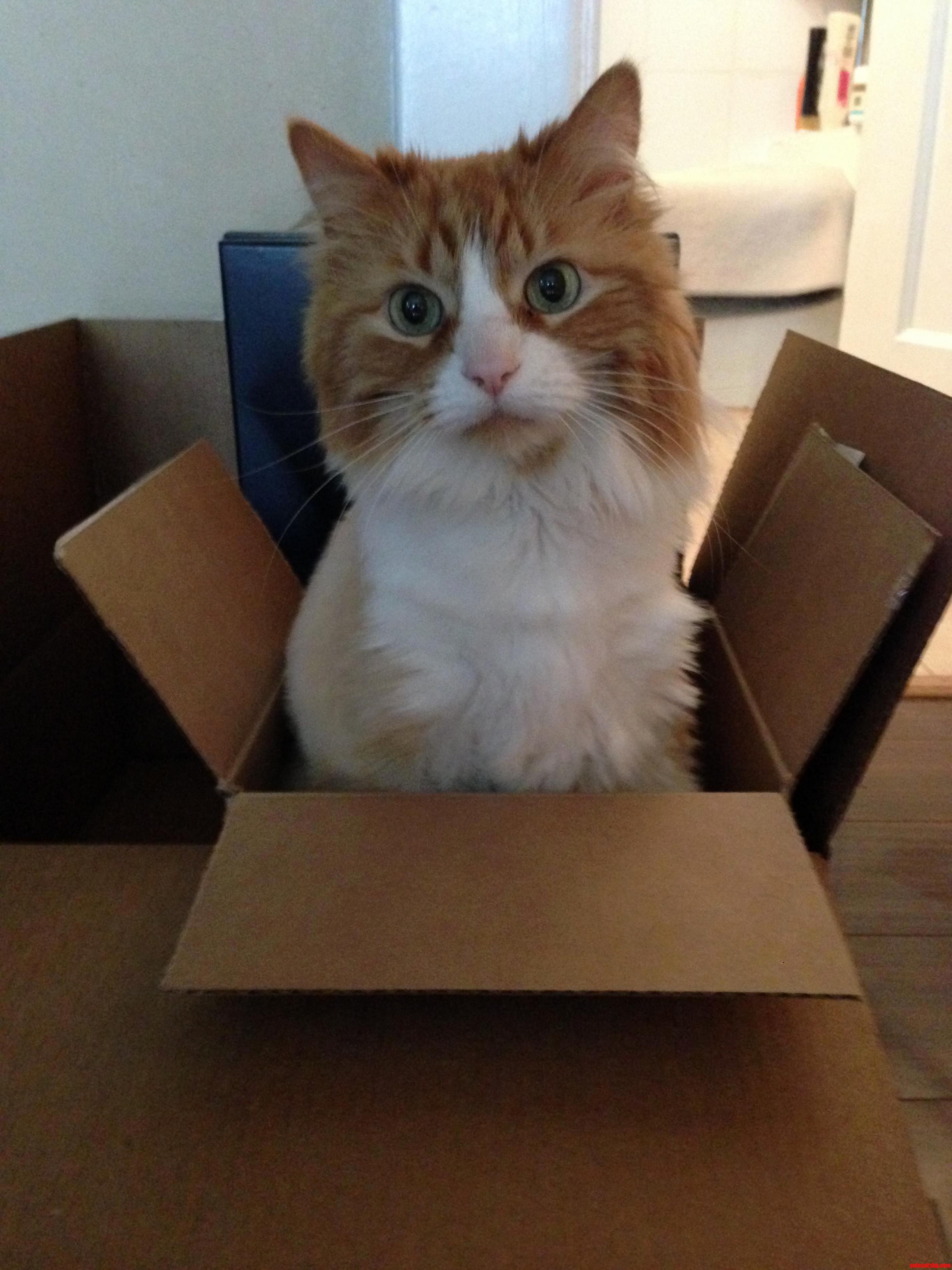 Doesnt Need an Ikea Bed...