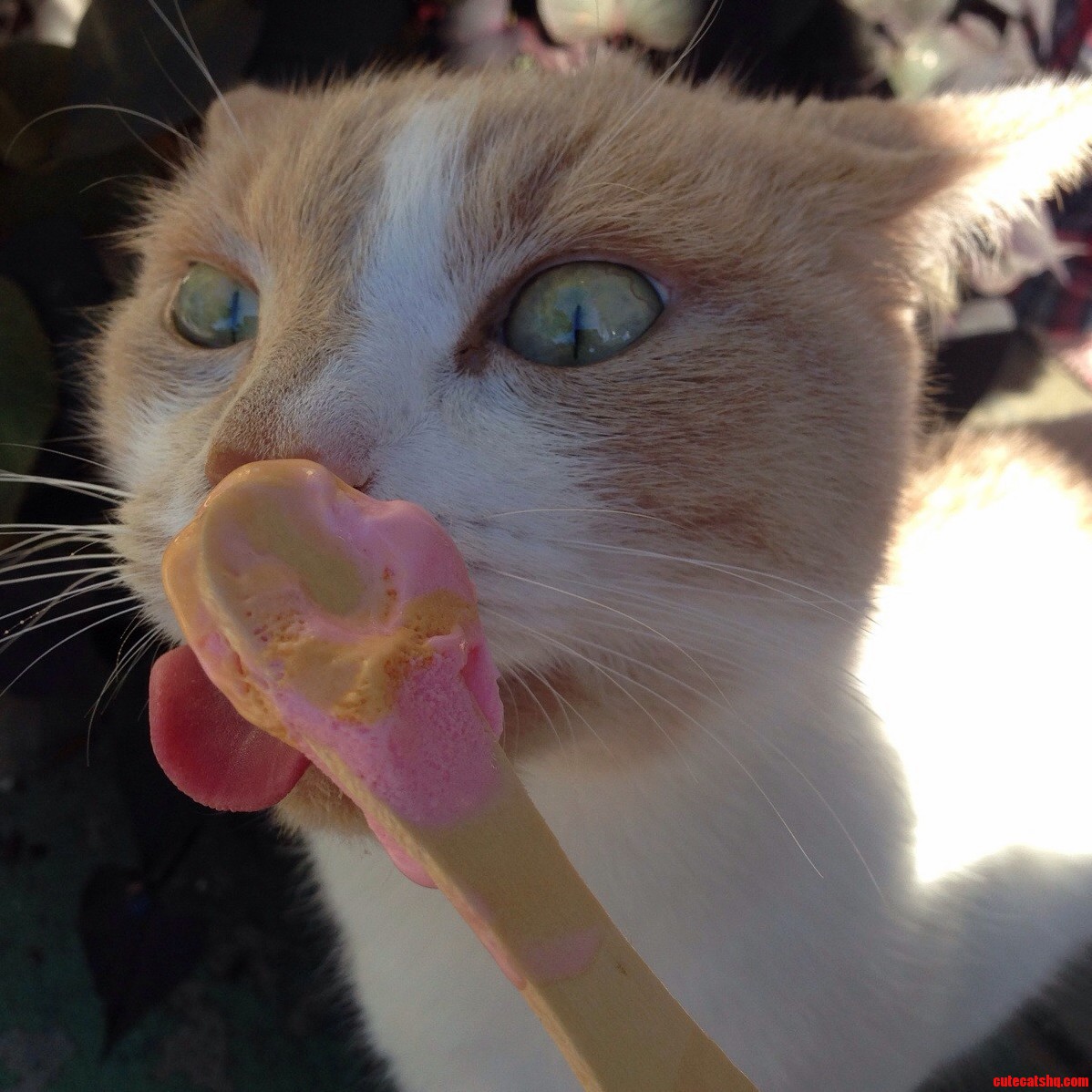 Duey Went Into an Ice-cream Daze