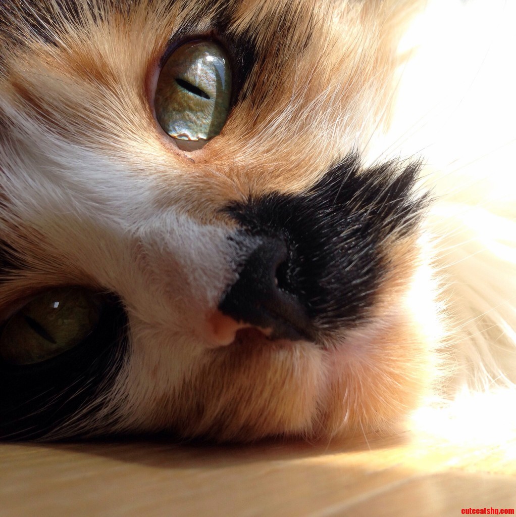 Eye of the Domestic Long Haired Calico