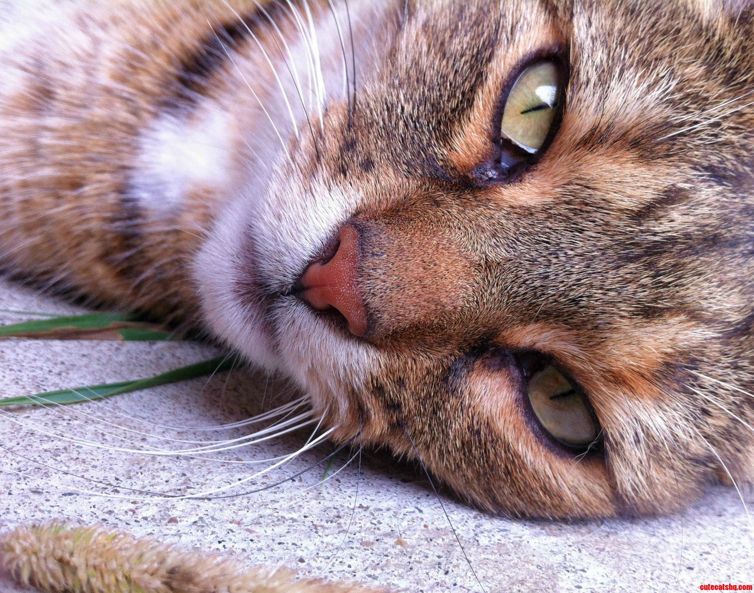 Fanny Enjoying the Outdoors