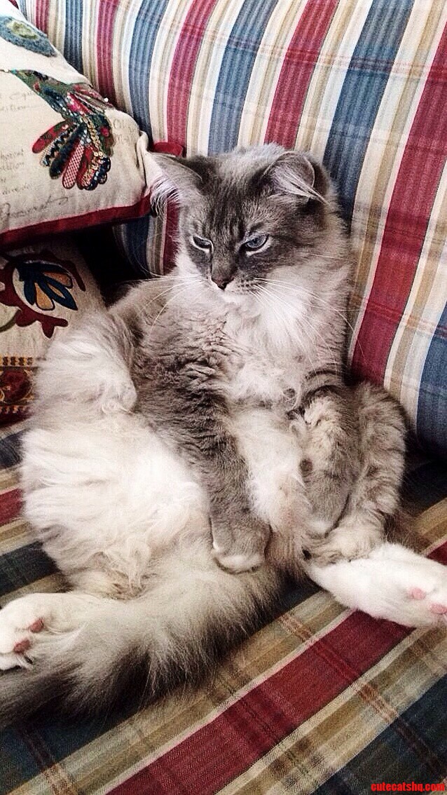 Fat Cat Is Not Amused.