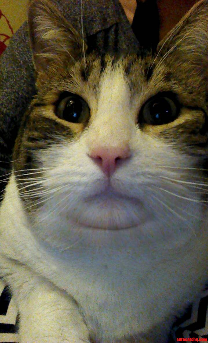 Fatboothed My Cat