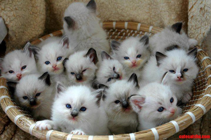 Feeding Time