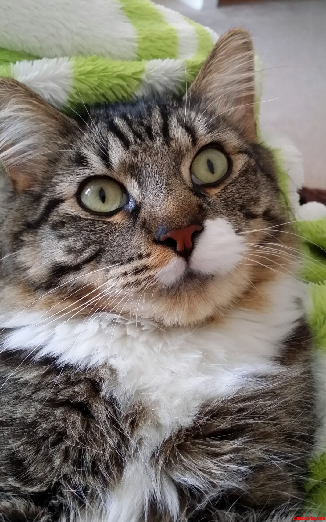Fluffy Boy