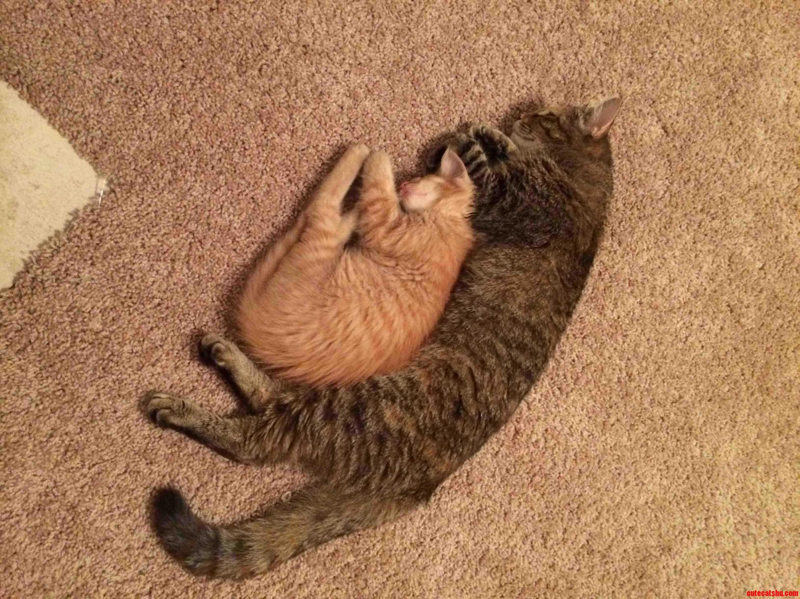 For a Cat Who Usually Does Not Like Anyone Looks Like She Finally Found Someone She Likes