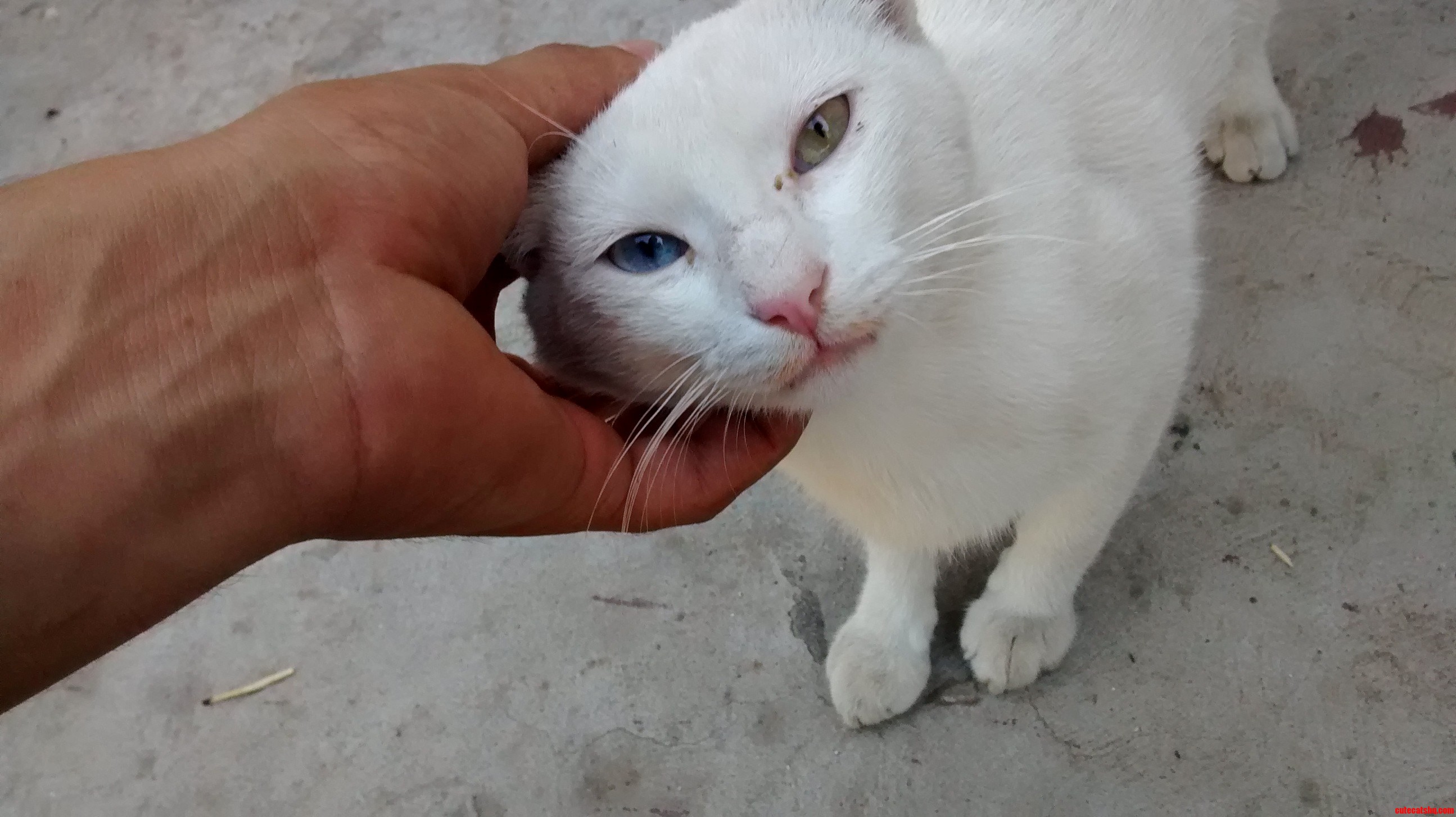 Found Him in the Street