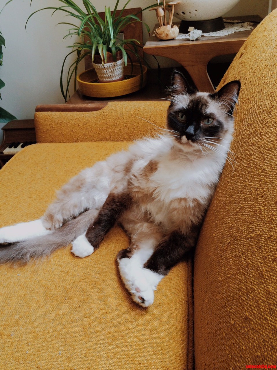 Furnando Uses the Couch Properly.