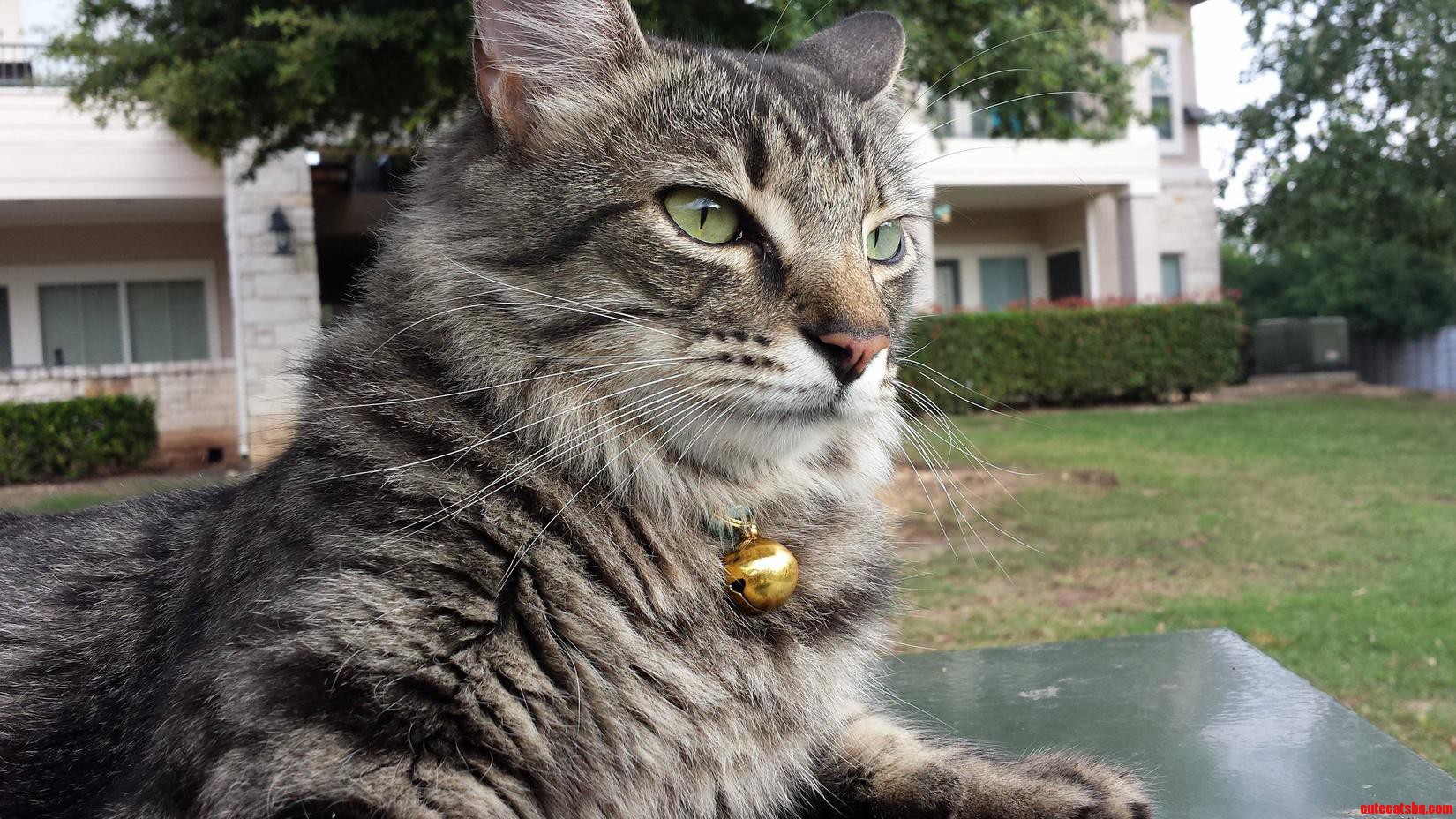Got Him a New Bell to Prevent Bird Hunting