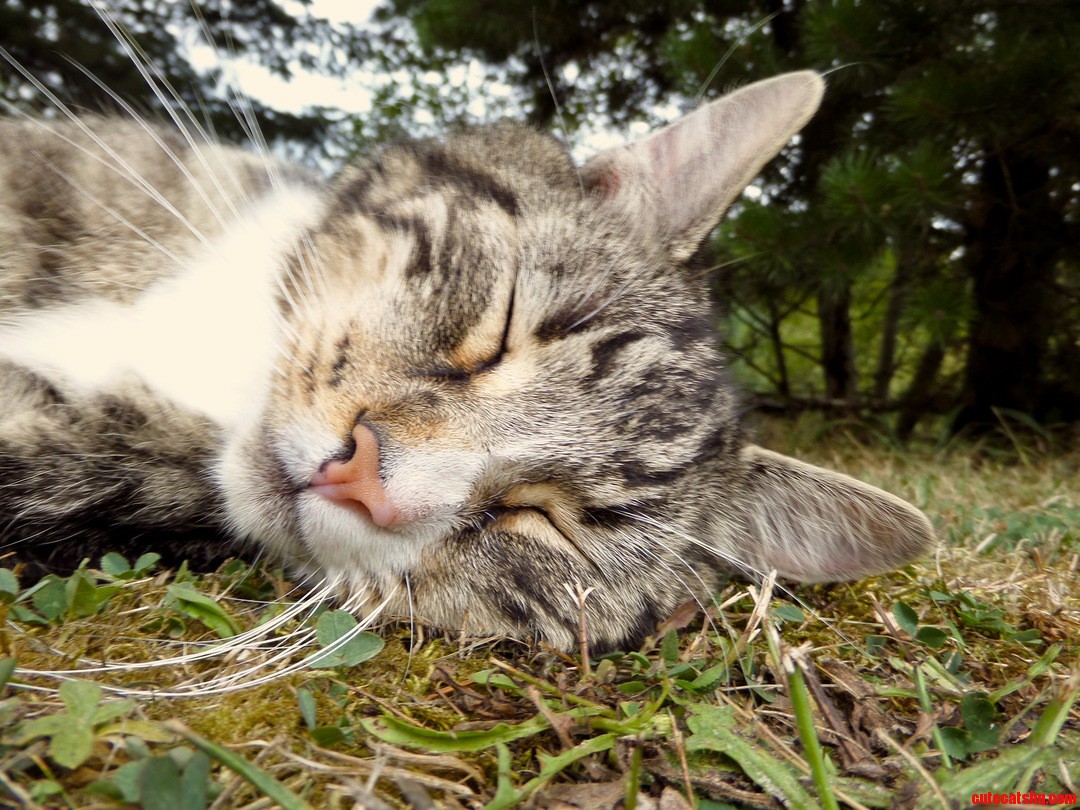 Happy Kitty Sleepy Kitty...