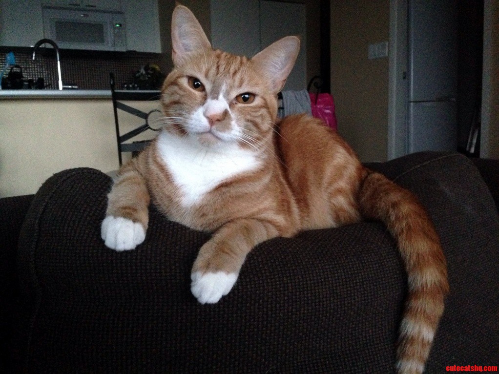 He Had Just Eaten One of My Work Documents. He Seems Fairly Pleased with Himself..