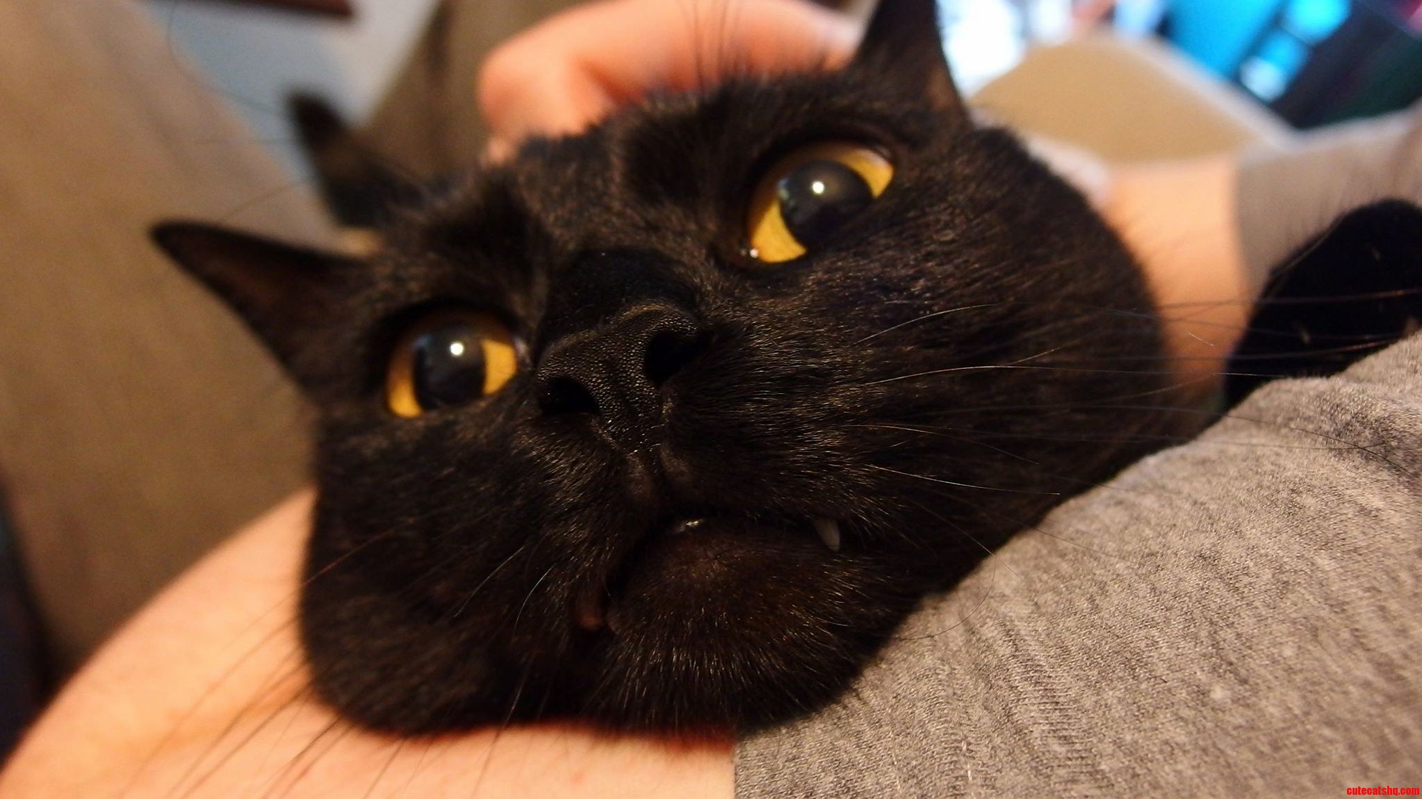 He Just Wants to Be Loved.