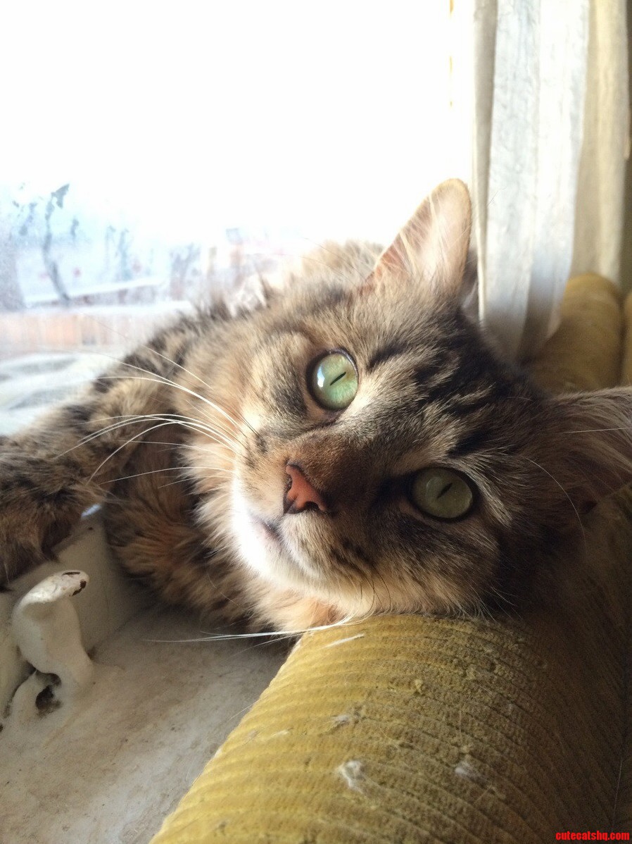 He Loves His Window Sill Bed.