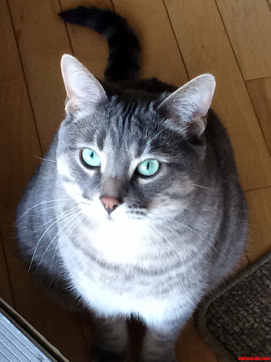 He Stopped Meowing Just So I Could Take His Picture for You