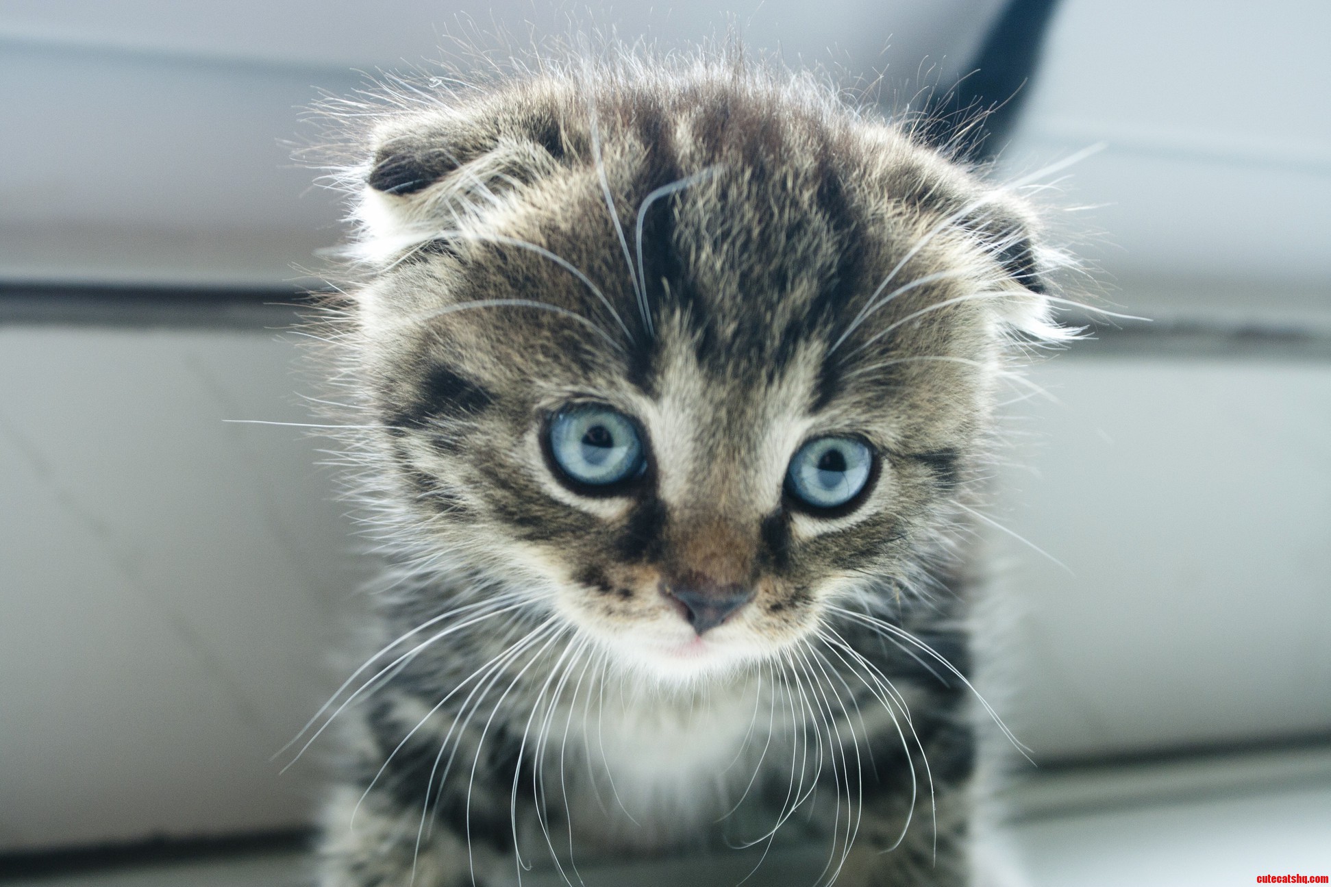 Hello Meet My 6 Weeks Old Scottish Fold Kitten