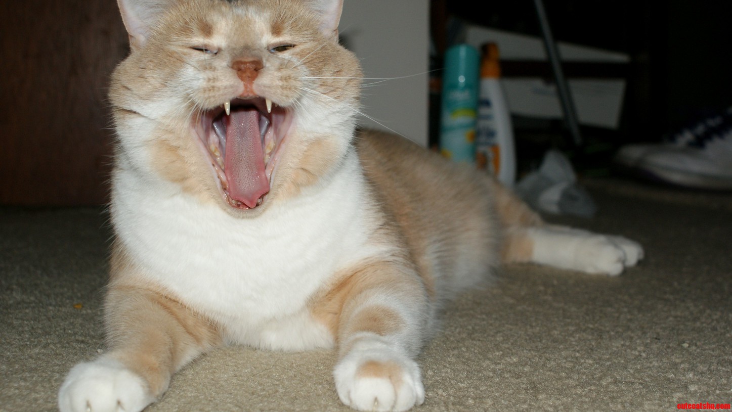 Hi Im Cheddar and I Have Pointy Teeth.