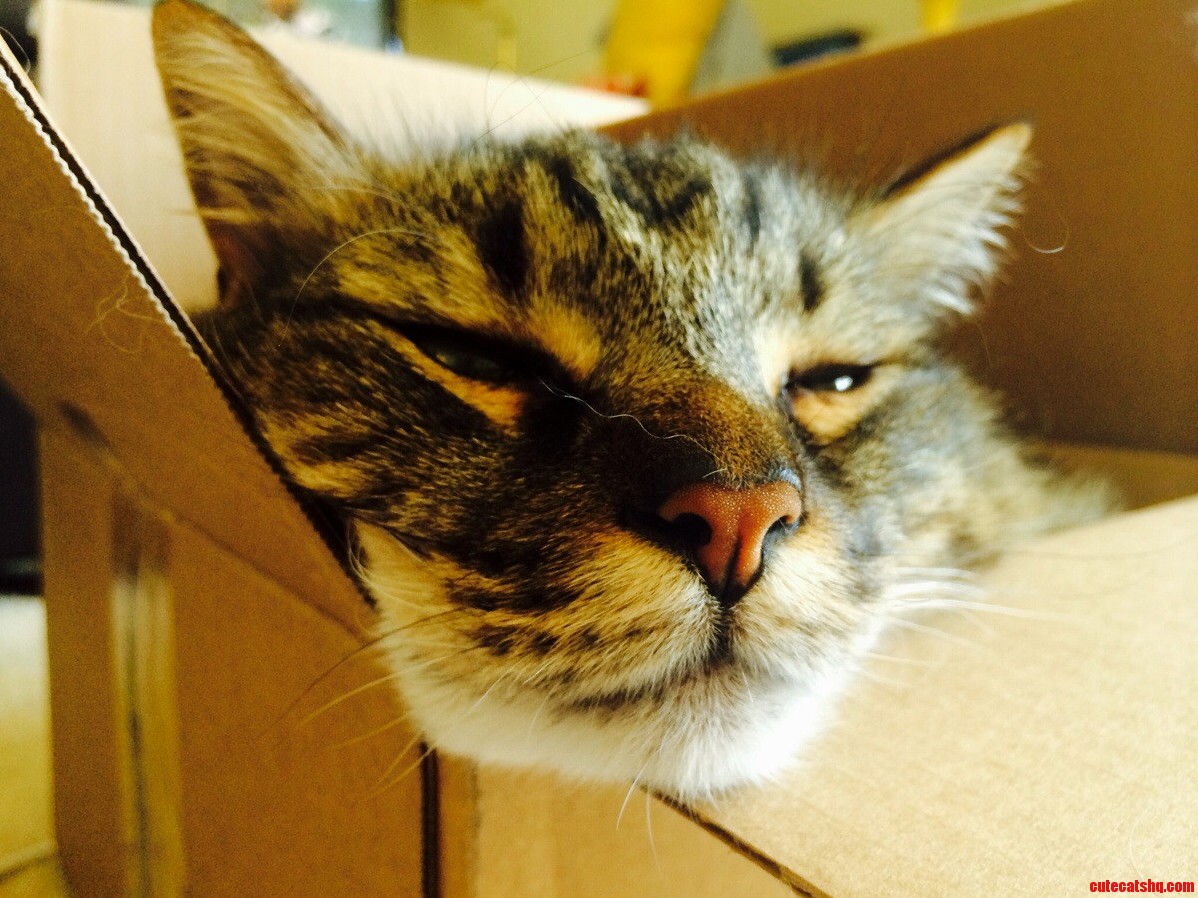 His New Favorite Box.