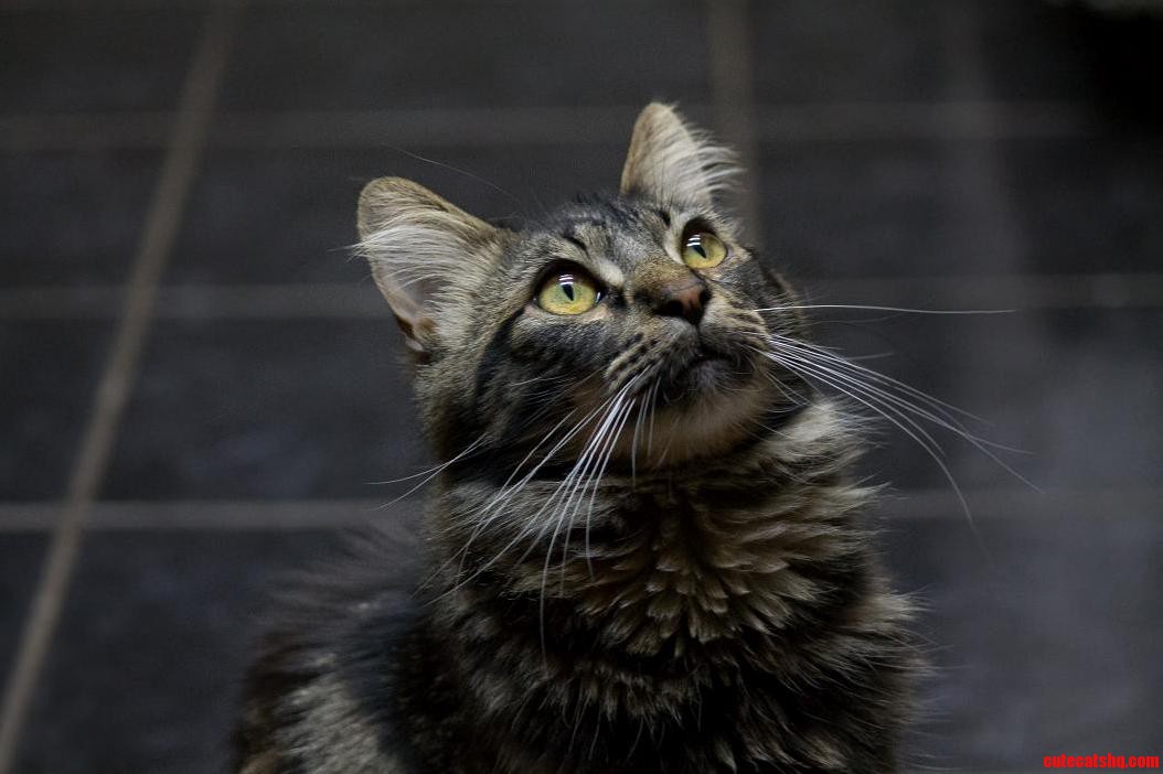 Hoot Trying to Capture a Fly Maine Coon