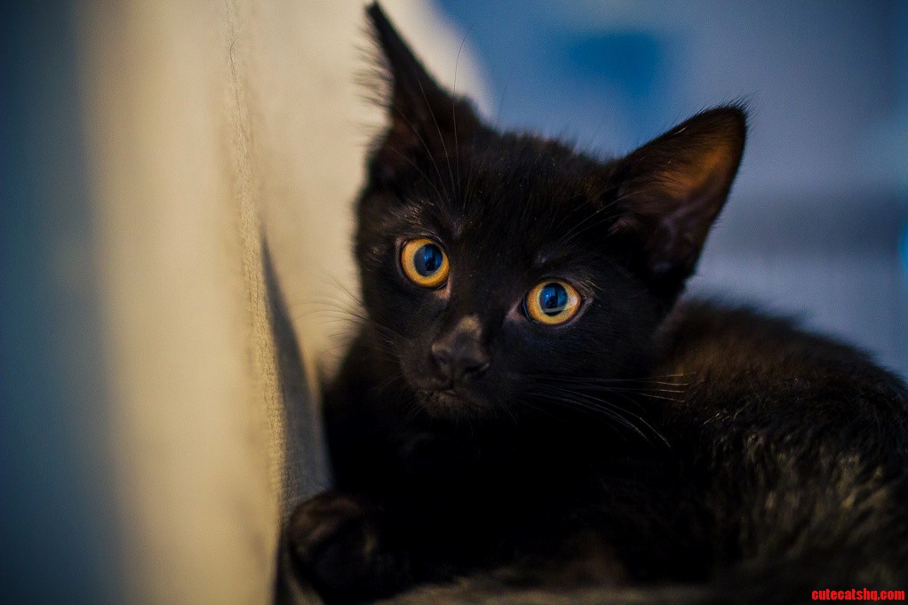How Cute Is This Lil Guy His Name Is Tico.