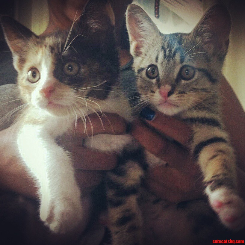 I Adopted Two Kittens Today 2 Months Old