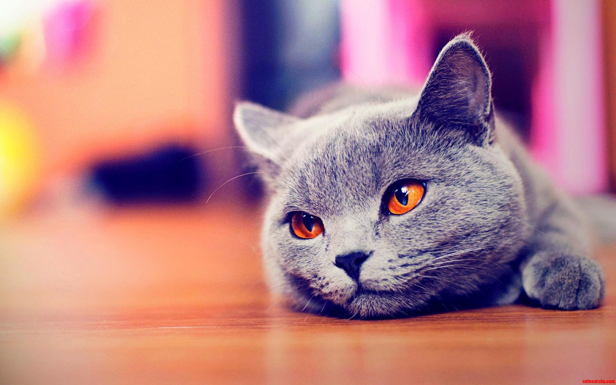 I Am Sad Today