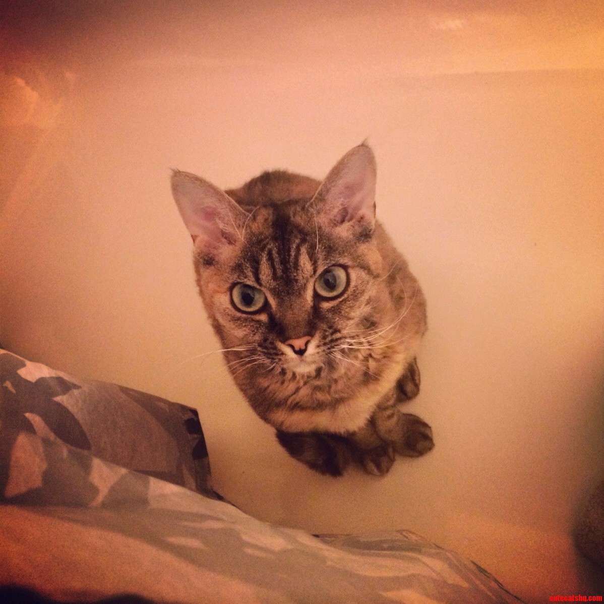 I C U P