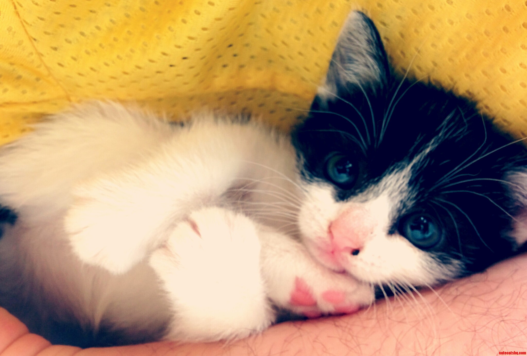 I Decided to Take This Kitty in Thinking Shes Way Too Cute to Become a South Philly Alley Cat