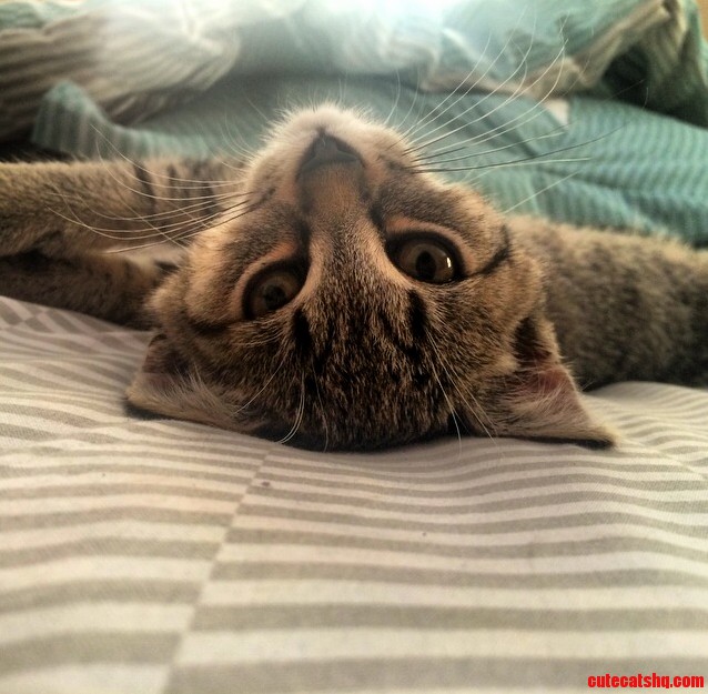 I Get This Look Every Morning When I Wake Up Along with a Good Morning Meow.