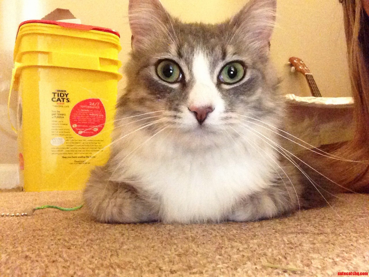 I Got My First Cat Yesterday Her Name Is Toasty