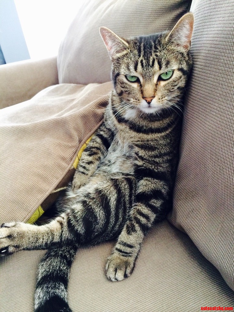 I Looked Over to See My Cat Staring at Me and Probably Plotting My Death.