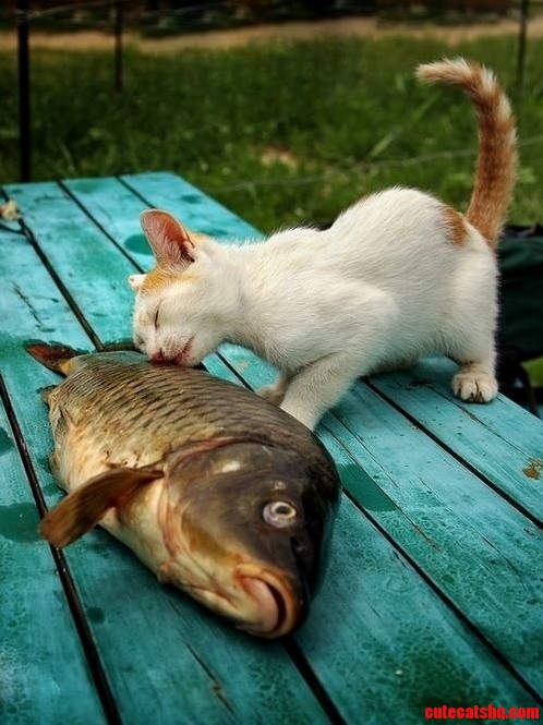 I Love You Dead Fishie