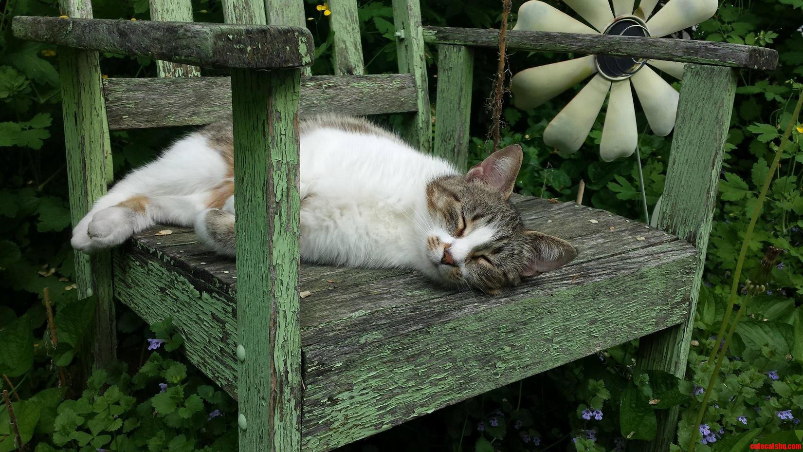 I Ve Always Been a Dog Person but the Cat My Mom Recently Got Is Utterly Delightful. Meet Kitty