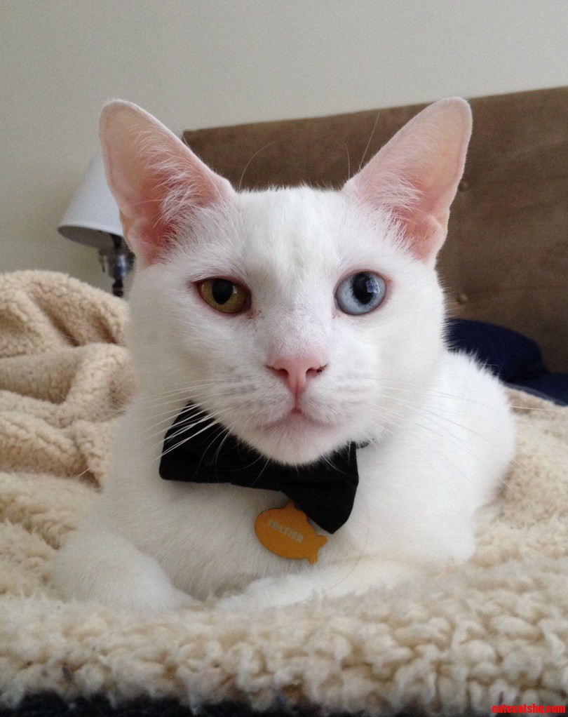 I Ve Only Had Him for Four Days but Im Already in Love with My Odd-eyed Boy.
