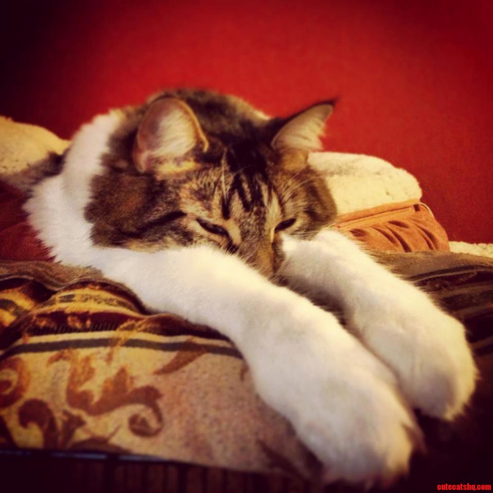 I Z Just Tired from Being Tired...