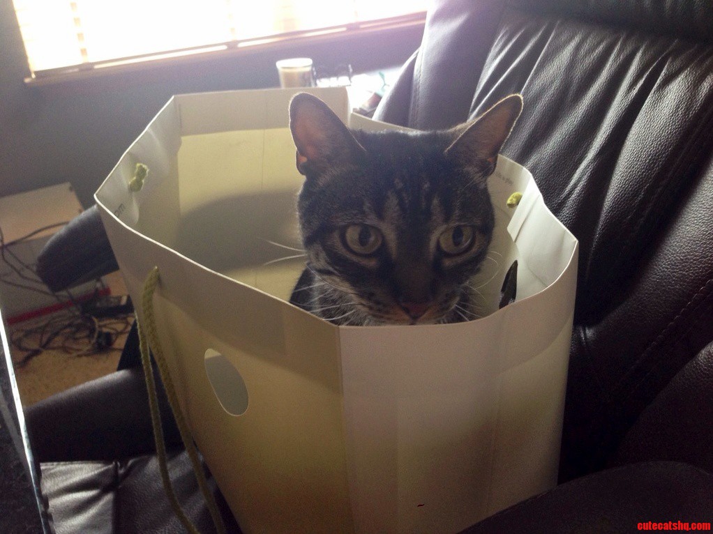If I Fits I Sits