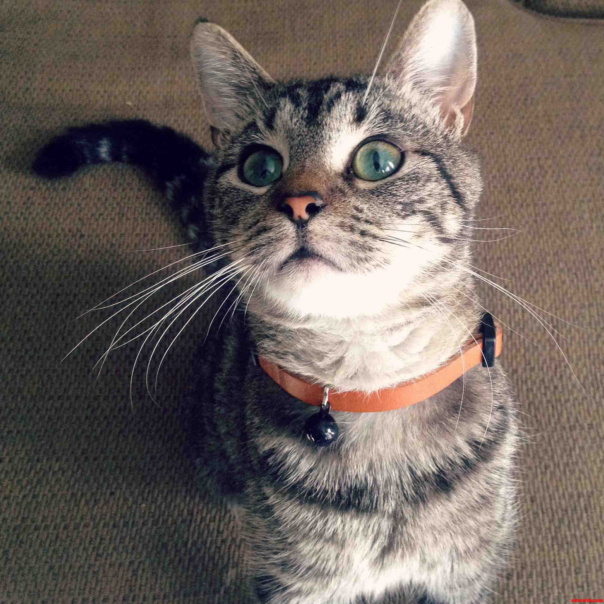 If You Have Food You Have Tacos Attention