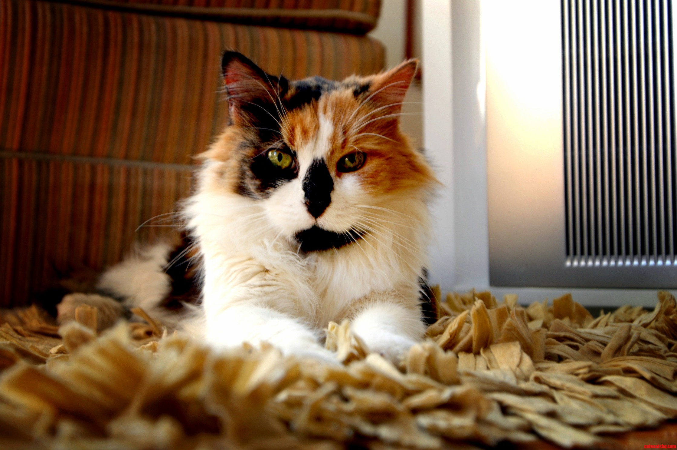 Im a Proud Cat-daddy to Miss Ramona Salami