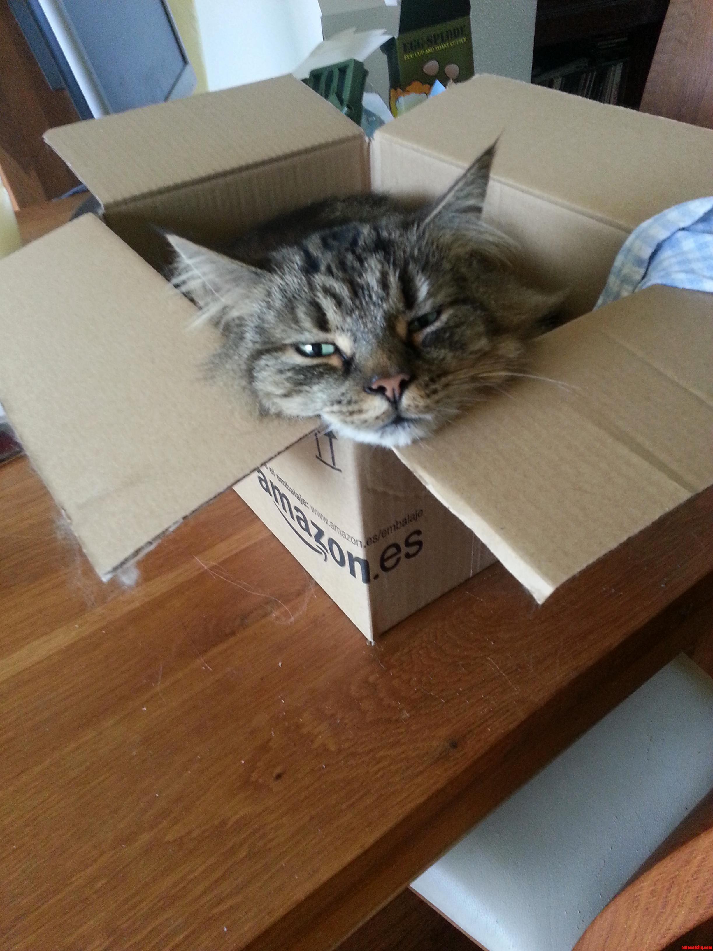 Impossible to Keep Alf Out of a Box