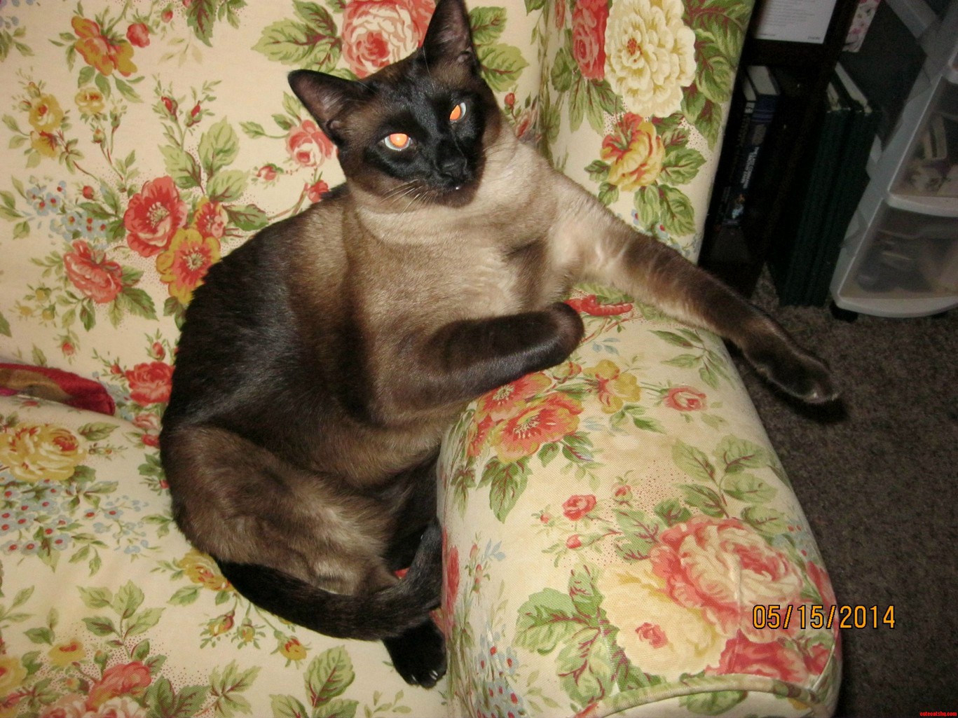 Is It Too Late to Propose Siamese Sunday Oc