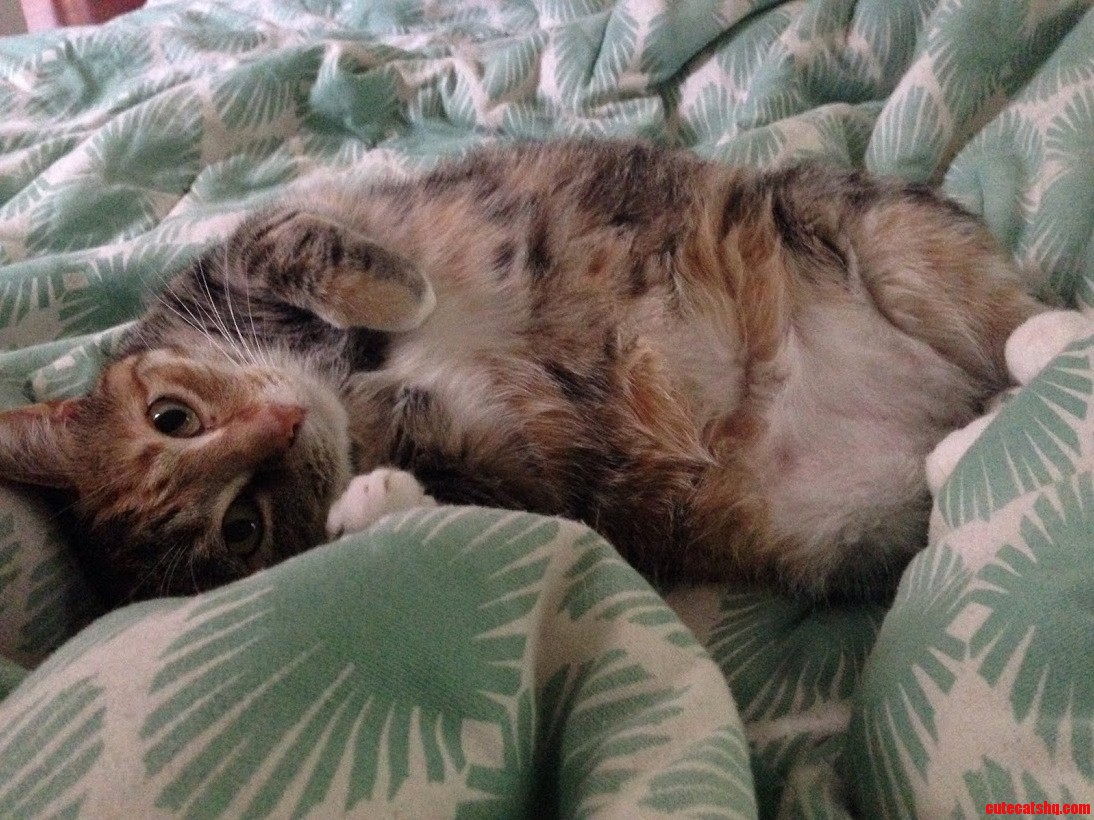 Itty Bitty Has Taken a Sharp Turn Into Adorable-town Recently