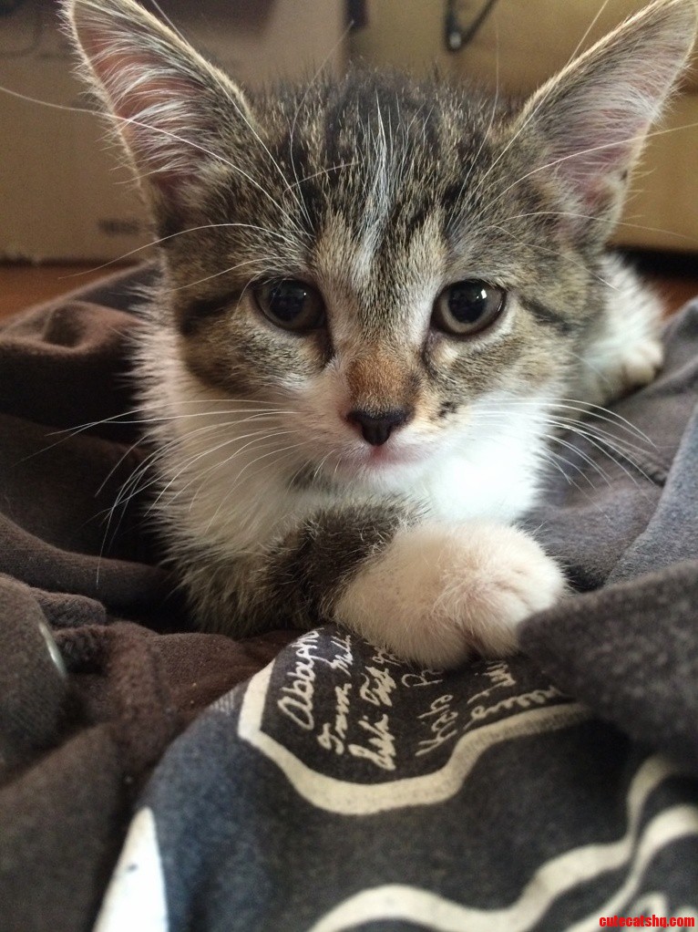 Just Brought This Little Guy Home Today.