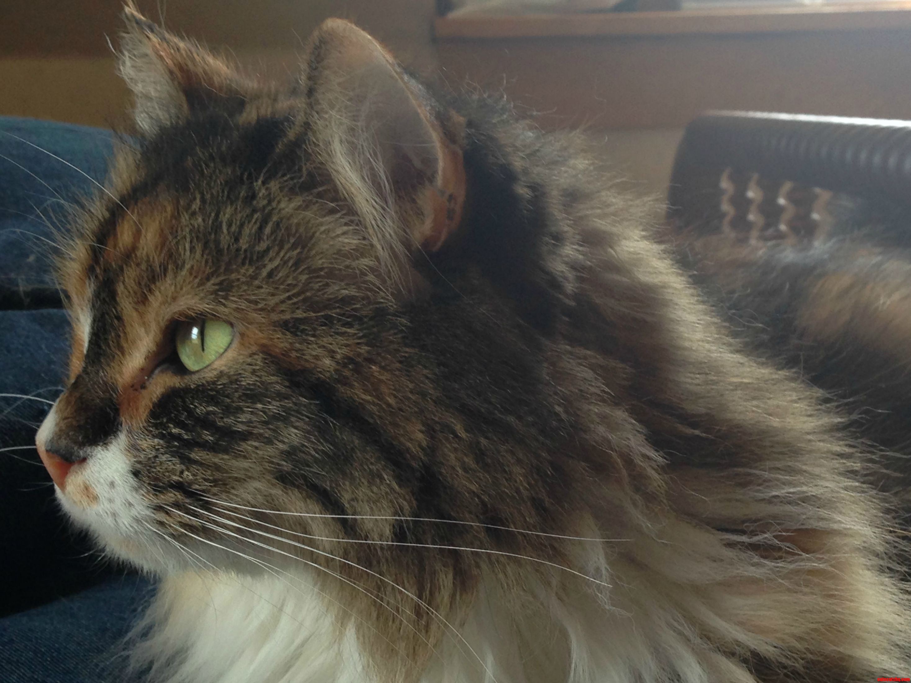 Just Thinkin About You Know Cat Stuff