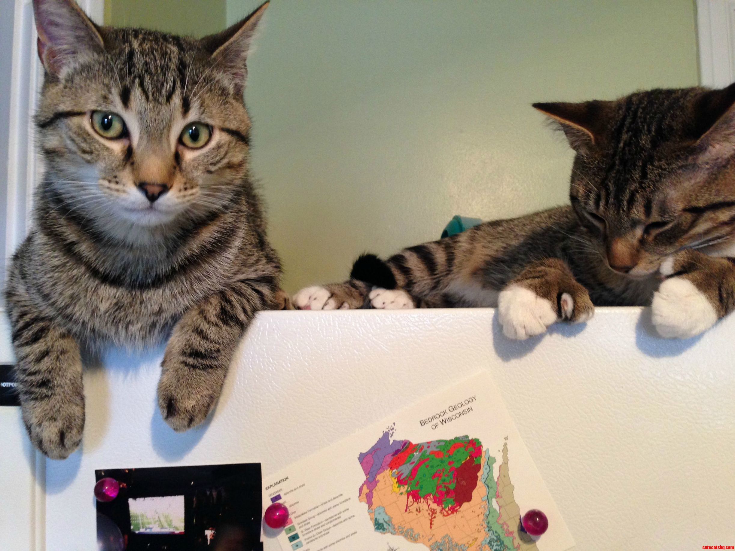 Just Two Bros Hanging Out on Top of the Fridge
