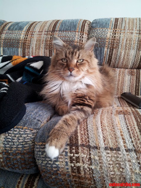 King of the Couch.