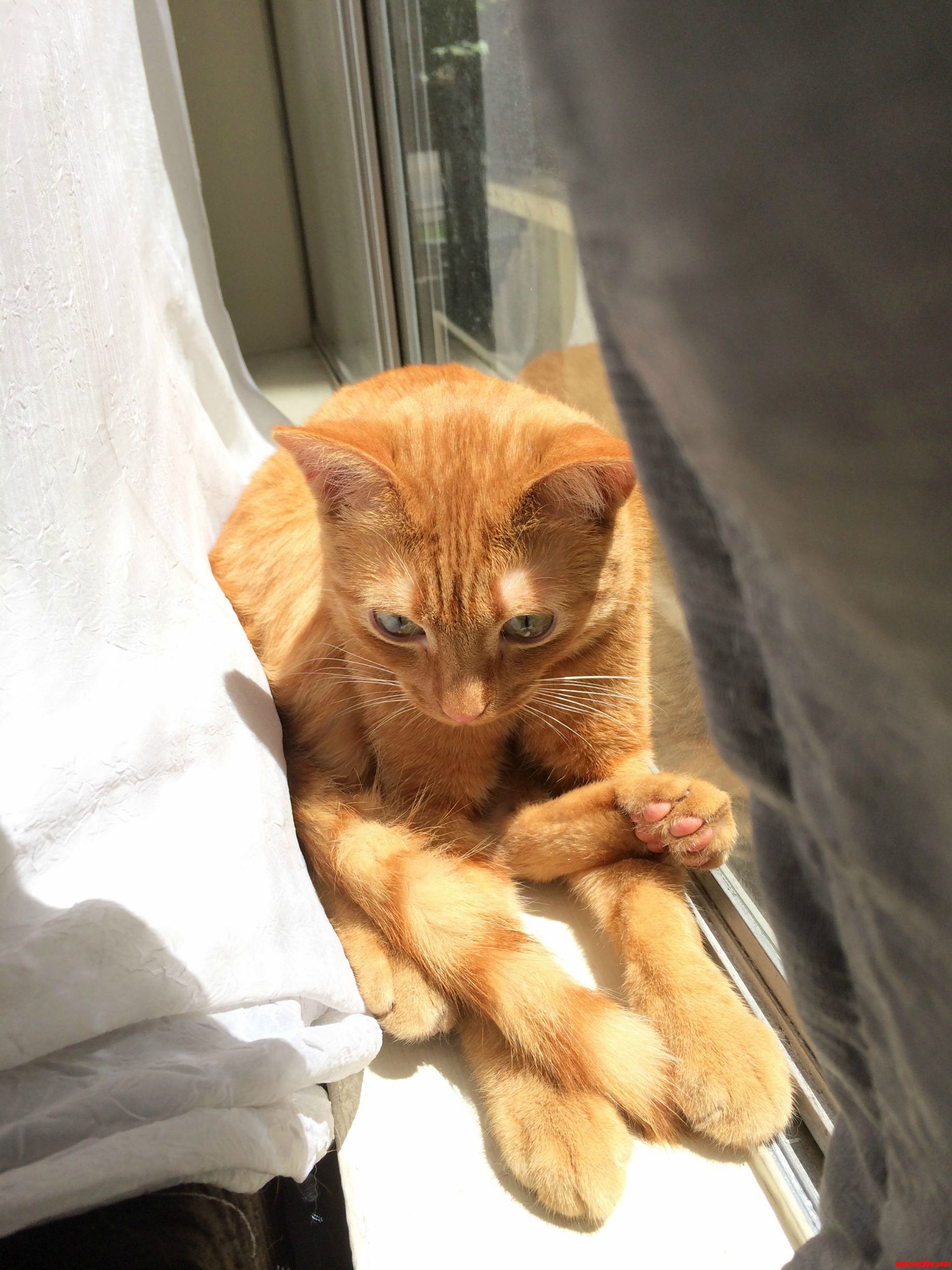 Kitty Pretzel