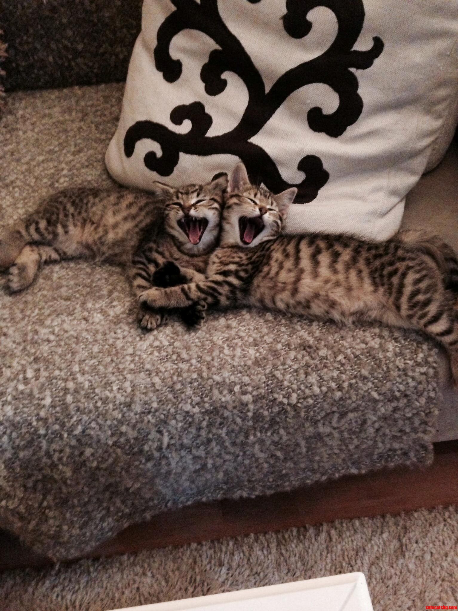 Kitty See Kitty Do