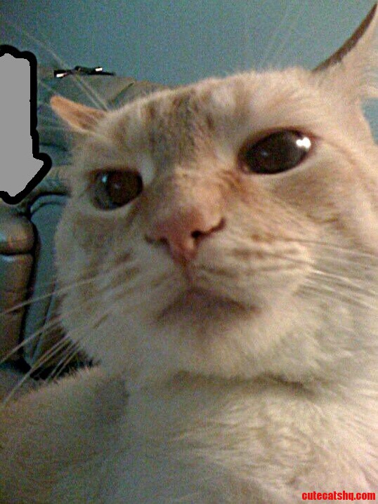 Kitty Selfie