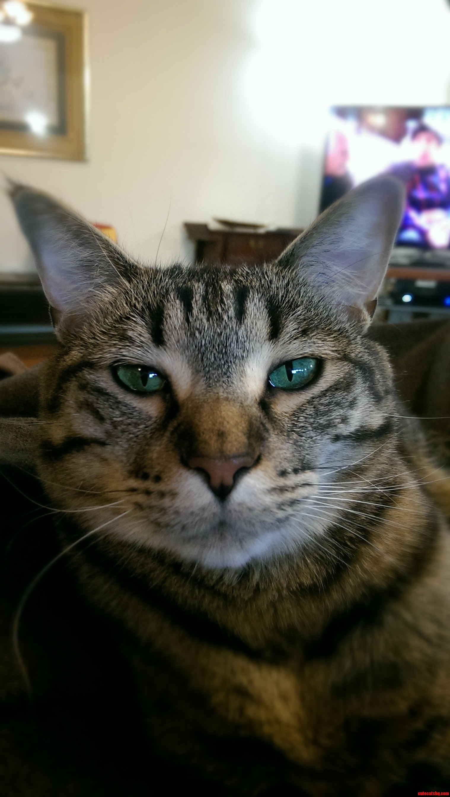 Kitty Wally